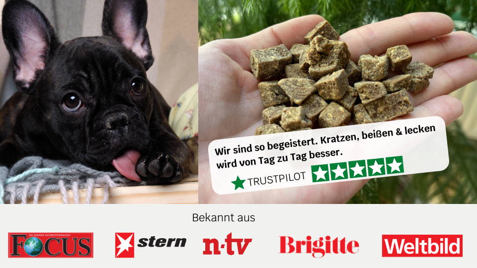 3 Tipps gegen ständiges Pfoten lecken beim Hund mammaly
